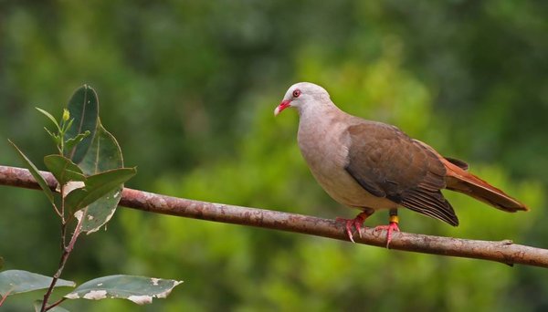 Comment trouver l'oiseau rare de l'île Maurice en achetant un manoir ?